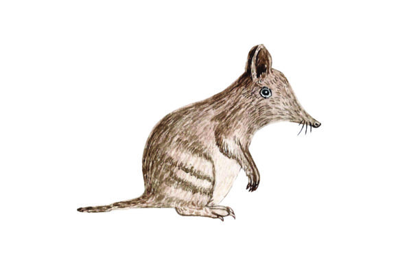 Australian Bandicoot Watercolor for Australia Branding