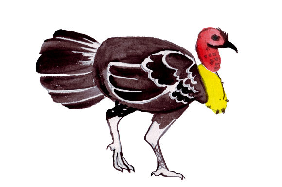 Australian Brushturkey Watercolor Design Review