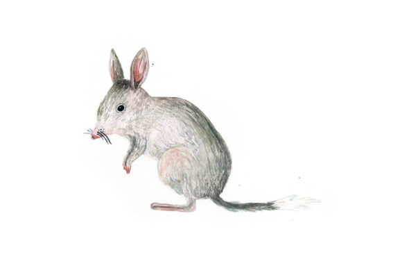 Bilby - Watercolor: Australia Design Review