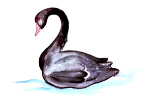 Black Swan in Watercolor Style: Australian Branding