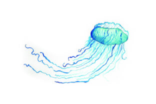 Bluebottle Jellyfish Watercolor: Australia Brand Review