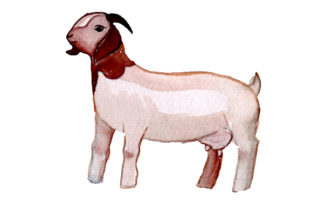 Boer Goat in Watercolor Style: A Review for Animals Lovers