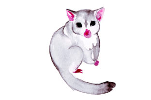 Brushtail Possum in Watercolor Style for Australia
