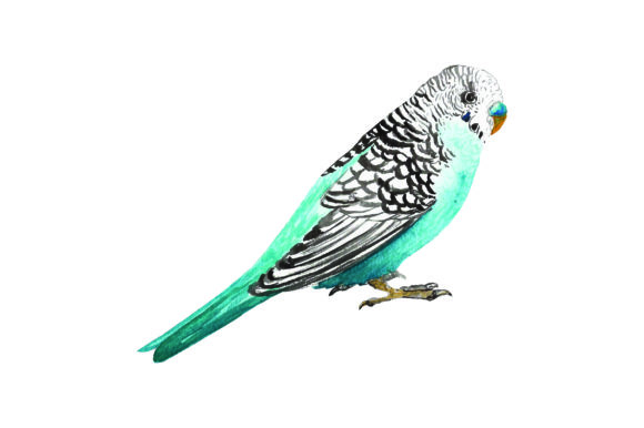 Budgie Watercolor: Australian Craft Asset Review