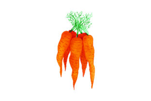 Bunch of Carrots - Watercolor for Thanksgiving