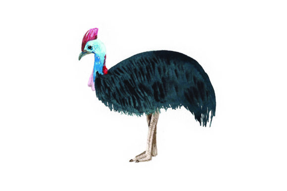 Cassowary - Watercolor: Australia Branding Review