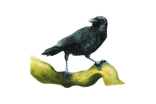 Crow on Branch Watercolor: Animals for Blogs