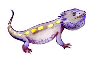 Eastern Bearded Dragon Watercolor Design for Australia Crafts
