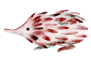 Echidna in Watercolor Style: An Australian Brand Review