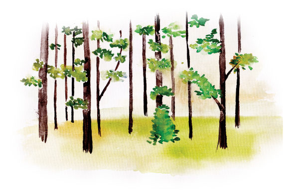 Forest Scene in Watercolor: Nature Amp Review