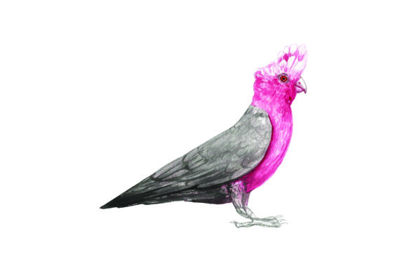Galah - Watercolor: A Designer's Practical Review