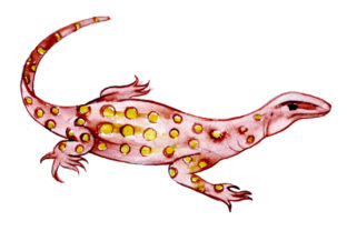 Goanna in Watercolor Style: An Australian Design Review