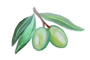 Green Olives in Watercolor Style: A Food Amp Review