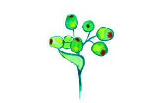 Gum Nut in Watercolor Style: Australian Branding