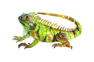 Iguana - Watercolor: A Brand Designer's Review