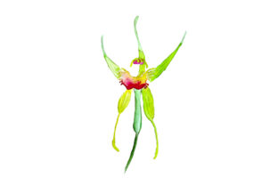 King Spider Orchid in Watercolor Style: An Australia Design Review