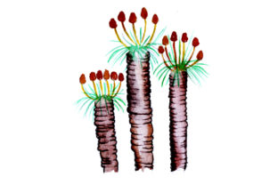 Kingia in Watercolor Style: Australian Branding