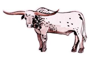 Long Horn Bull in Watercolor: A Designer's Review