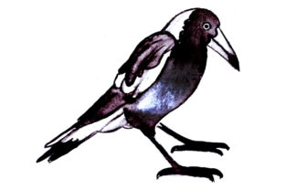 Magpie in Watercolor Style for Australian Brands