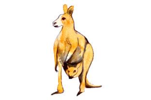 Mom and Baby Kangaroos in Watercolor Style Animals Review