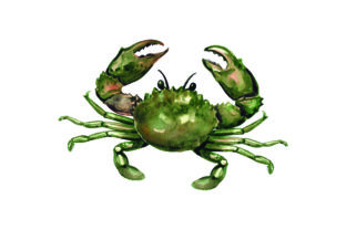 Mud Crab Watercolor: Australia Design Review