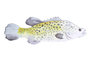 Murray Cod in Watercolor Style: Australia Design Review