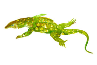 Perentie in Watercolor Style: Australia Design Review