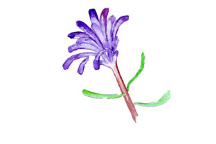 Pixie Mops in Watercolor Style: Australia Review