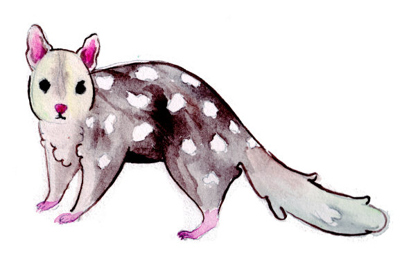 Quoll in Watercolor Style: A Designer's Review