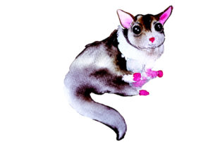 Sugar Glider in Watercolor Style: Australia Art Review