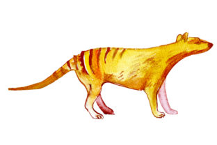 Tasmanian Tiger in Watercolor Style for Australia Brands