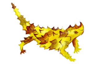 Thorny Devil in Watercolor Style: An Australia Review