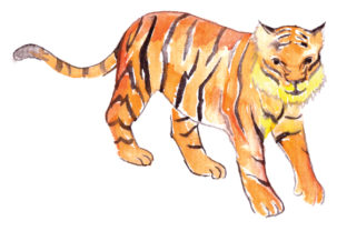 Tiger in Watercolor: A Review for Animals Content