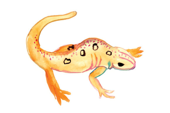 Watercolor Newt: A Designer's Practical Review
