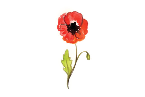 Watercolor Poppy: A Brand Review for Australia