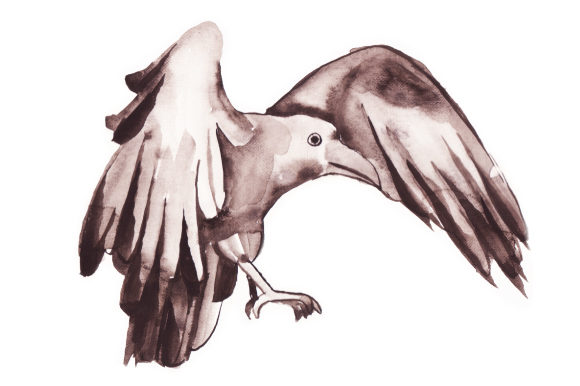 Watercolor Raven Flying: A Designer's Review