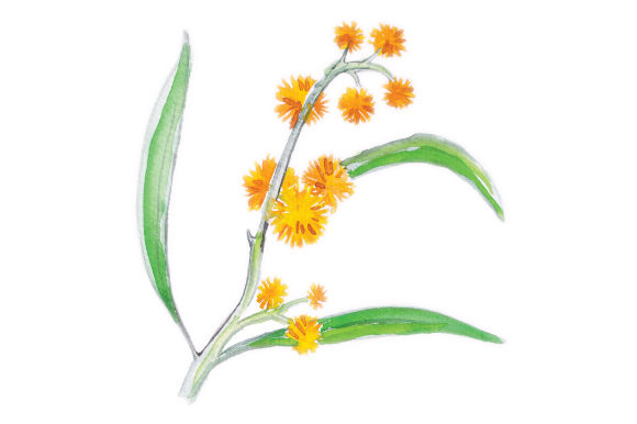 Watercolor Wattle: An Australian Design Asset Review