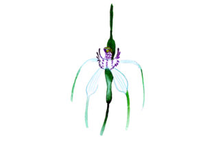 White Spider Orchid in Watercolor Style: Australia